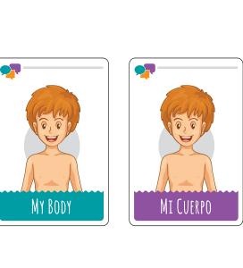 Body Flashcards Spanish/ English
